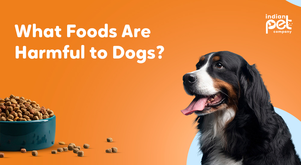 How to Choose the Right Bully Stick for Your Dog