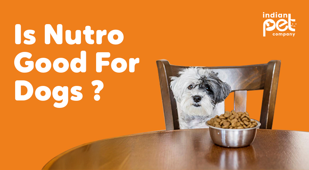 Himalayan Yak Chews: 11 Benefits You Need To Know